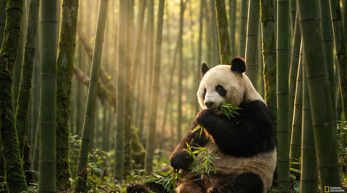 福利导航动物写真视频社区